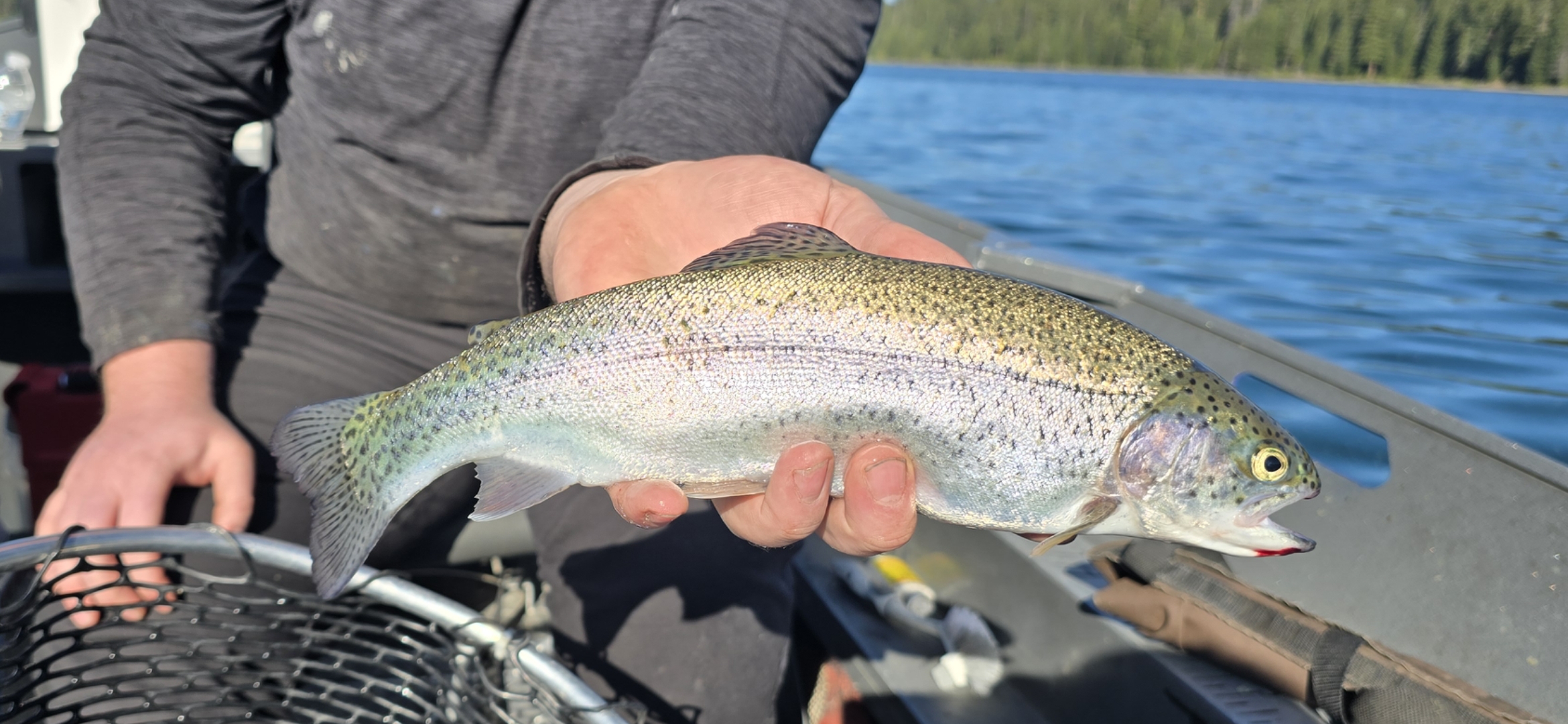 Rainbow trout held beside the water from the Jon Geyer Fishing gallery