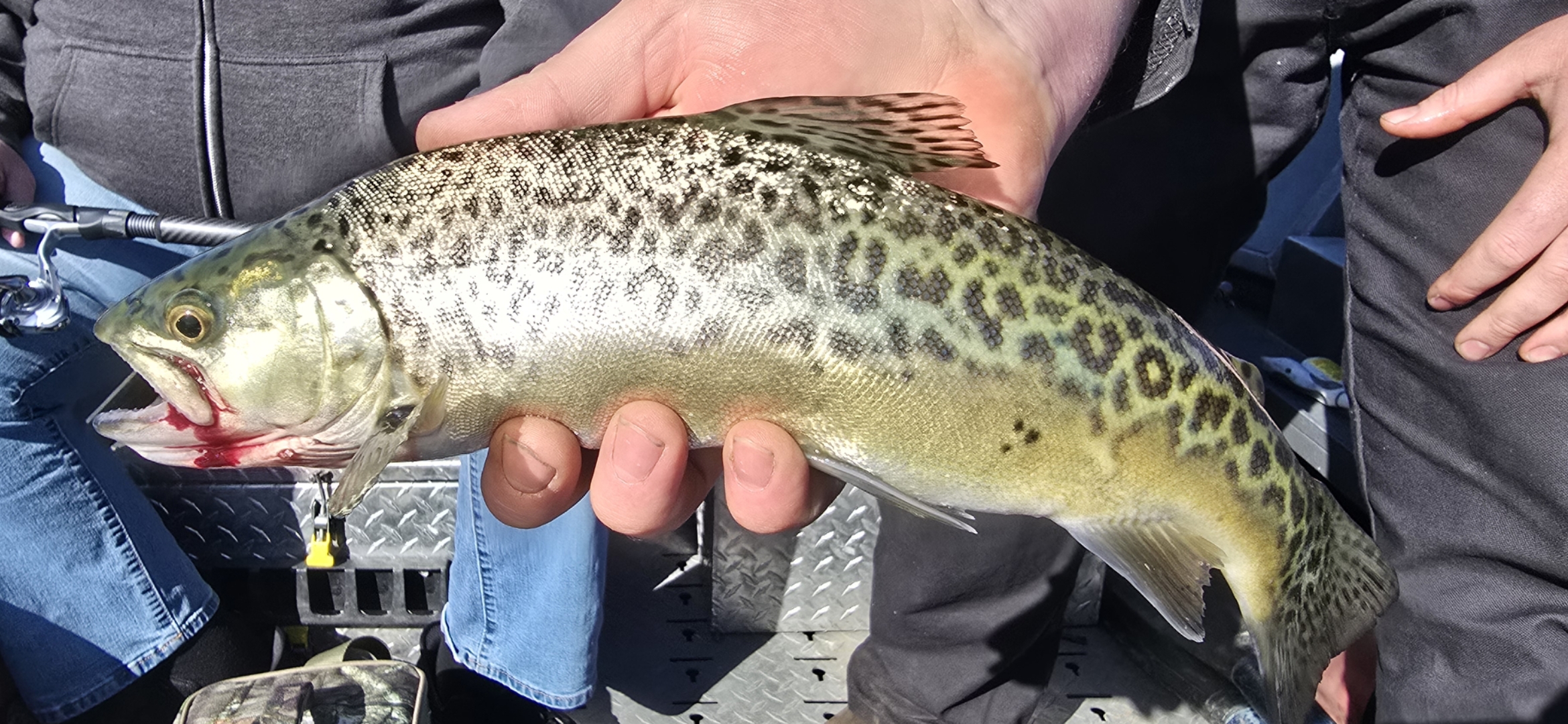 Trout held in an angler’s hand from the Jon Geyer Fishing gallery