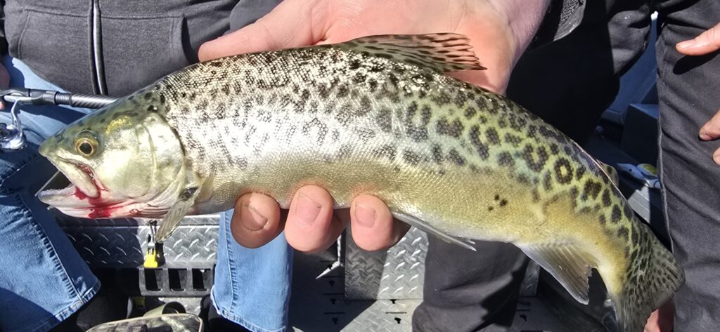 Holding a trout caught out of the river in southern oregon.
