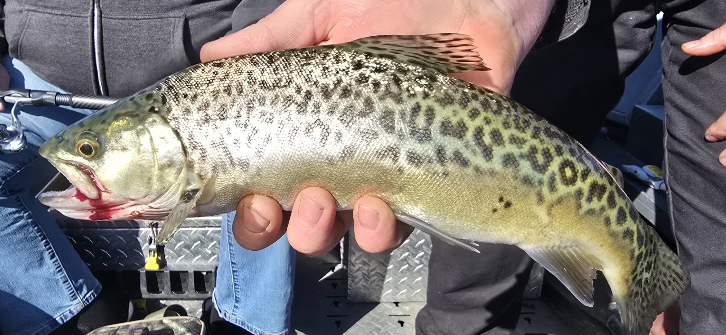 Holding a trout caught out of the river in southern oregon.